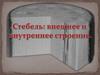 Стебель: Внешнее и внутреннее строение