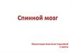 Спинной мозг