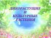 Дикорастущие и культурные растения