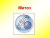 Митоз. Деление клеток