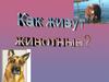 Как живут животные (для дошкольников)