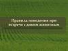Правила поведения при встрече с диким животным