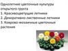 Однолетние цветочные культуры открытого грунта