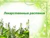 Лекарственные растения