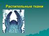 Растительные ткани