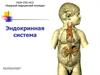 Эндокринная система