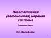 Вегетативная (автономная) нервная система