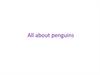 All about penguins