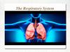 The Respiratory System