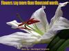 Flowers say more than thousand words
