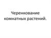 Черенкование комнатных растений