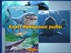 Класс Хрящевые рыбы