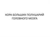 Кора больших полушарий головного мозга