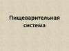 Пищеварительная система
