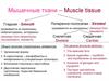 Мышечные ткани