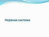 Нервная система