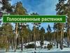 Голосеменные растения