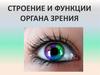 Строение и функции органа зрения
