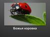 Божья коровка