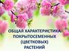 Общая характеристика покрытосеменных (цветковых) растений