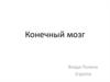 Конечный мозг