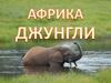 Африка. Джунгли