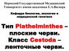 Тип Plathelminthes – плоские черви. Класс Cestoda – ленточные черви