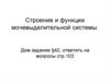 Строение и функции мочевыделительной системы