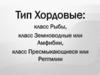 Тип Хордовые: класс Рыбы, класс Земноводные или Амфибии, класс Пресмыкающиеся или Рептилии