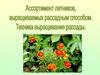 Ассортимент летников, выращиваемых рассадным способом. Техника выращивания рассады