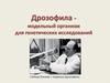 Дрозофила - модельный организм для генетических исследований