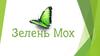 Зелень-Мох. Франшиза по озеленению