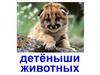 Детёныши животных