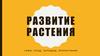 Развитие растения. Семя, плод, зародыш, прорастание