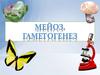 Мейоз. Гаметогенез
