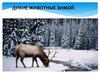 Дикие животные зимой