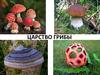 Царство Грибы