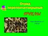 Отряд перепончатокрылые. Пчелы