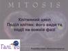 Клітинний цикл. Поділ клітин: його види та події на кожній фазі