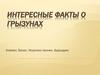 Интересные факты о грызунах. Хомяки, белки, морские свинки, бурундуки