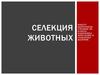 Селекция животных