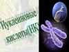 Нуклеиновые кислоты (НК)