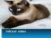 Тайская кошка