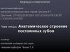 Анатомическое строение постоянных зубов