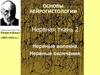 Основы нейрогистологии. Нервная ткань 2. Нервные волокна. Нервные окончания