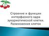 Строение и функции интерфазного ядра эукариотической клетки. Размножение клеток