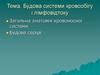 Будова системи кровообігу і лімфовідтоку