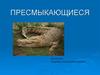 Класс Пресмыкающиеся (Рептилии)
