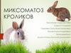 Миксоматоз кроликов