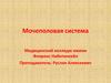 Мочеполовая система